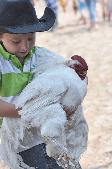 &lt;p&gt;Payton Weatherwax keeps a tight hold on his big white chicken that he caught during the chicken scramble.&lt;/p&gt;