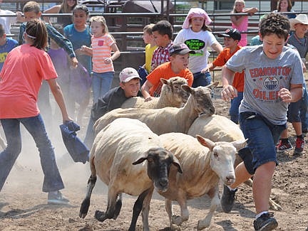 &lt;p&gt;Several contestants have their hands or at least their sights set on one of the sheep in the sheep dressing contest&lt;/p&gt;