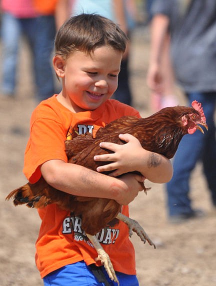 &lt;p&gt;Liam wills cradles his new friend caught in the chicken scramble.&lt;/p&gt;