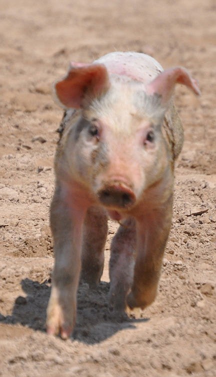 &lt;p&gt;This little piggie has no idea what's coming as the pig scramble is about to begin.&lt;/p&gt;