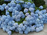 Enjoying the heat? Your plants need TLC to survive