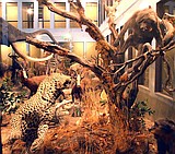 Lasting Legacy Wildlife Museum gives Columbia Basin a look at the world