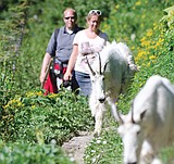 Survey: Sun Road trails over used