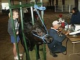 Cattle event steers youth to experience