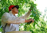 Family works together during cherry harvest