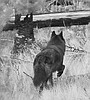 Judge's ruling keeps wolves off ESA list