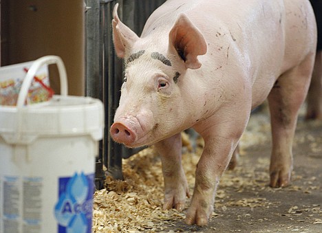 &lt;p&gt;A pig makes its way through the Swine Barn on Aug. 1 at the Ohio State Fair in Columbus. The Centers for Disease Control and Prevention said Thursday there's been a five-fold increase of cases of a new strain of swine flu that spreads from pigs to people. The case count jumped from 29 a week ago to 158 this week, thanks to a wave of new cases confirmed in Indiana and Ohio, many of them attributed to contact at fairs.&lt;/p&gt;