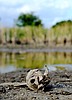 Brutal Texas drought slams ecosystems