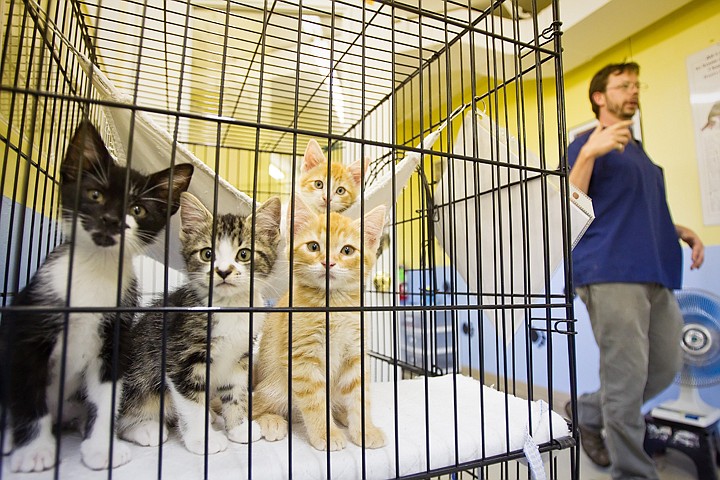 &lt;p&gt;Kittens line up in their cage Monday as adoption specialist, Brad Nelson walks passed recently painted walls at the Kootenai County Humane Society in Hayden. The animal shelter is offering tours of their facilities on Saturday as a way to share the behind-the-scenes operations with the public.&lt;/p&gt;