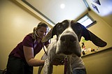 Group helps abandoned pets