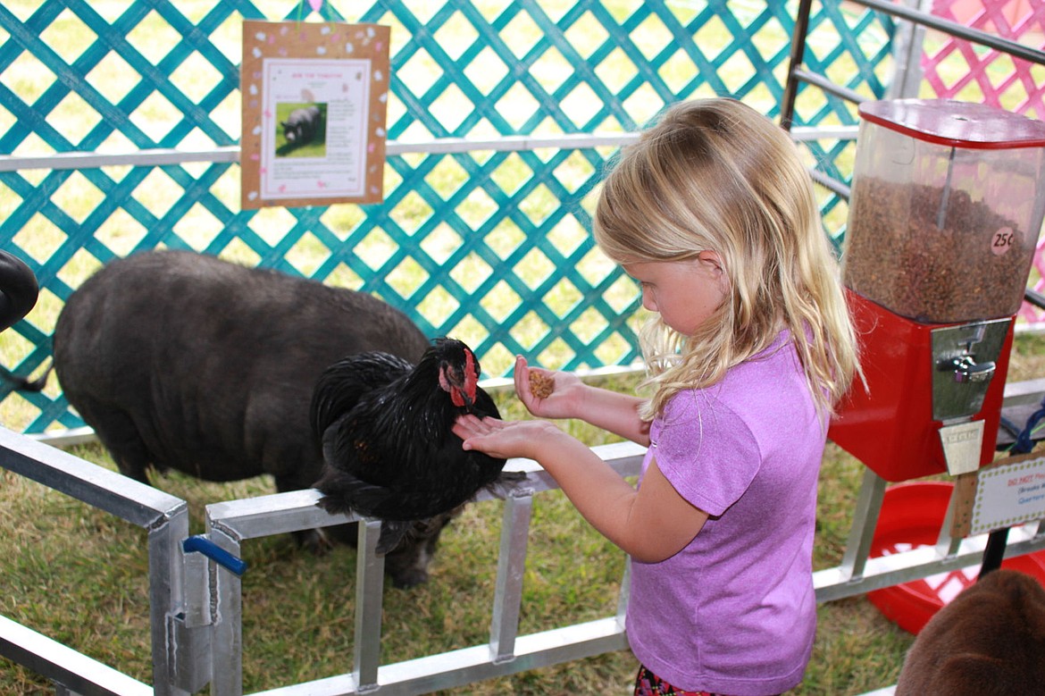 &lt;p&gt;Lilly Jasper, 5, feeds a chicken at the petting zoo during the Mineral County Fair in Superior on Saturday.&lt;/p&gt;