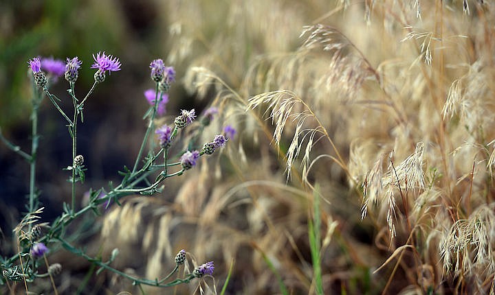<p>Knapweed side-by-side with cheatgrass, two noxious weeds that have taken over a pasture that was overgrazed. (Brenda Ahearn/Daily Inter Lake)</p>