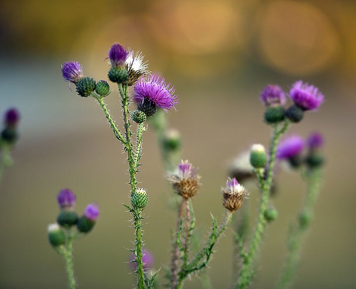 <p>Bright purple thistles are one of the weeds that have taken over a pasture at Middle Foys after the land was overgrazed two years in a row. (Brenda Ahearn/Daily Inter Lake)</p>