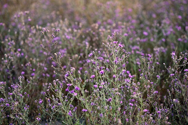 <p>Knapweed has completely taken over large swaths of a pasture near Middle Foys. The land was overgrazed which killed the grass and allowed the noxious weeds to move in. (Brenda Ahearn/Daily Inter Lake)</p>