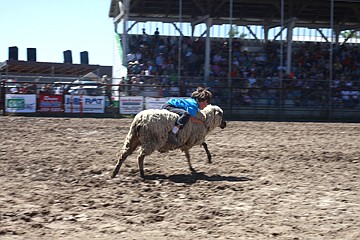 &lt;p&gt;Isaac Murphy rides in the sheep rodeo Saturday afternoon.&lt;/p&gt;