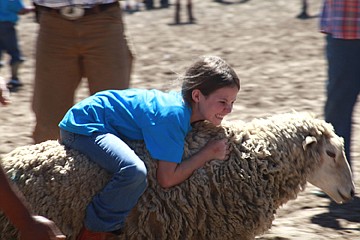 &lt;p&gt;Hailey Murphy clings to the wool of a runaway sheep in the Kiddie Slicker Rodeo at Ronan's Pioneer Days last Saturday.&lt;/p&gt;