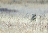 Wolves remain listed as endangered