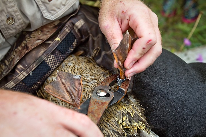 &lt;p&gt;A serialized metal band is attached to a female mallard duck Tuesday near Cataldo. The data that is gathered includes lifespan, behavior and migration patterns of waterfowl.&lt;/p&gt;
