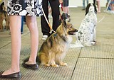 4-H Dog Show at the Fair