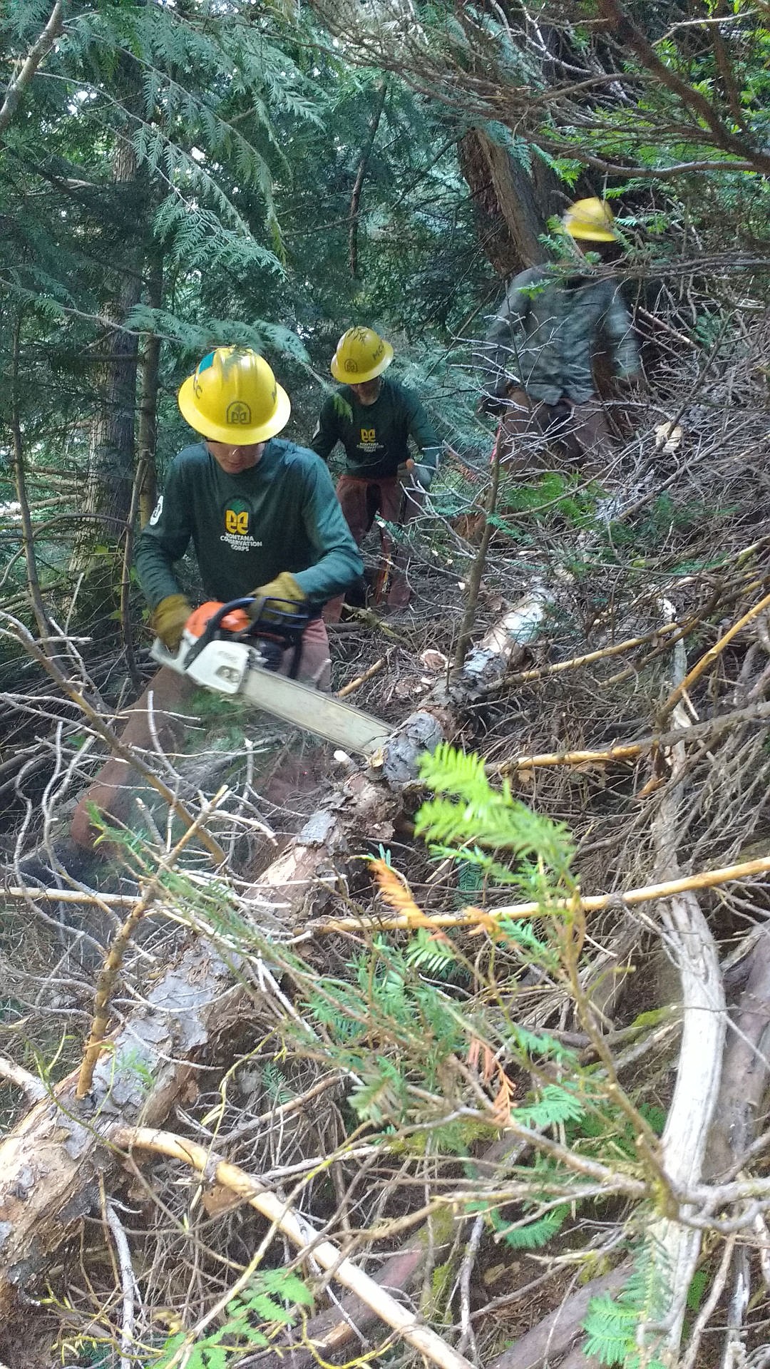<p>Montana Conservation Corps crew members clear fallen brush from the new Snowshoe Pipeline Trail Thursday. (Photo courtesy of Micah Miller)</p>