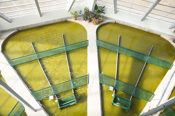 &lt;p&gt;Patrick Cote/Daily Inter Lake Algae ponds at the Algae Aqua-Culture Technology facility at the Stoltze Mill Site in Columbia Falls. Friday, Aug. 10, 2012 in Columbia Falls, Montana.&lt;/p&gt;
