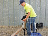 J.C. Worsham prepares to show sheep at County Fairs