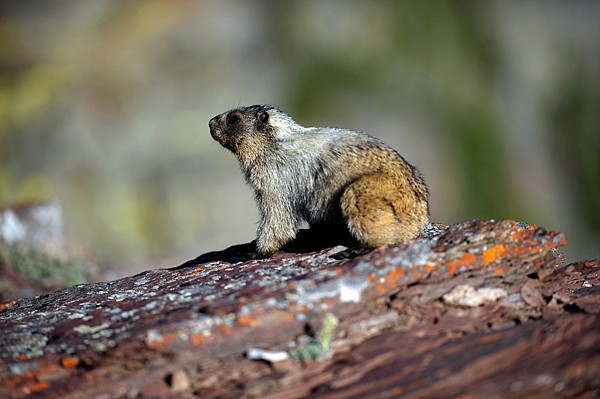 &lt;p&gt;A curious marmot stops on a sunny rock on Sunday, July 29, in East Glacier.&lt;/p&gt;
