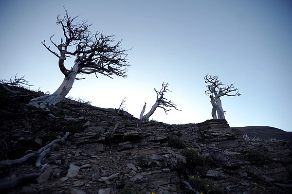 &lt;p&gt;Wind-gnarled trees create eerie silhouettes against the dawn sky on Sunday, July 29, along Scenic Point Trail in East Glacier. Much of the trail remains in the shade of the mountain in the early hours of the day.&lt;/p&gt;