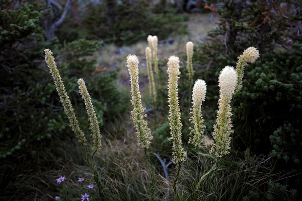 &lt;p&gt;Beargrass growing along Scenic Point Trail on Sunday, July 29, in East Glacier.&lt;/p&gt;