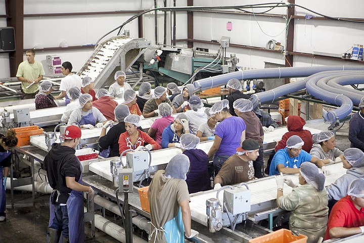 &lt;p&gt;Workers wait to sort through the next run of cherries at the
Glacier Fresh processing center.&lt;/p&gt;