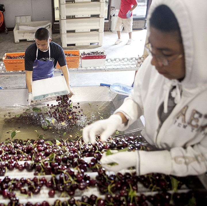 &lt;p&gt;Eulices Aleman, left, dumps recently picked cherries into a
water bath at the Glacier Fresh processing center. The water helps
to separate leaves that may have been picked with the cherries. Any
remaining leaves are picked out by Omar Chino, right.&lt;/p&gt;