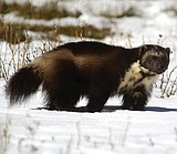 Feds withdraw proposed wolverine listing