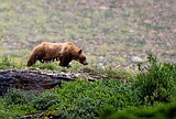 Grizzlies head to the hills - for moths