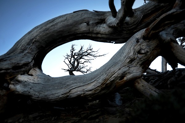 &lt;p&gt;A fallen pine tree creates a frame for another tree further up the trail on Sunday, July 29, on Scenic Point Trail in East Glacier.&lt;/p&gt;