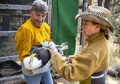 &lt;p&gt;Scott Dinger, left, holds a full-grown bald eagle while Birds of Prey Northwest President and Executive Director Janie Veltkamp makes initial checks Thursday at Birds of Prey Northwest rehabilitation center. The center has been in operation for 25 years, and currently has over 40 birds of prey being rehabilitated; 12 of which are bald eagles.&lt;/p&gt;