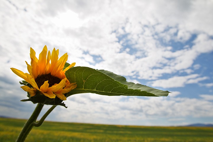 &lt;p&gt;SHAWN GUST/Press A single sunflower rises above a field on the Rathdrum Prairie.&lt;/p&gt;