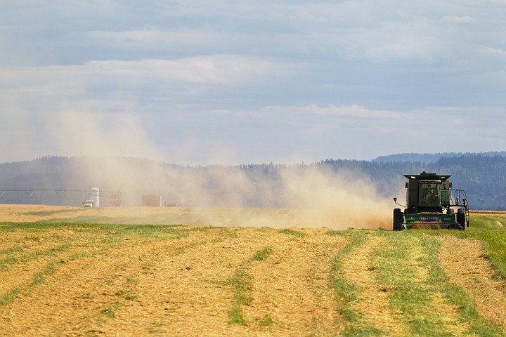 &lt;p&gt;SHAWN GUST/Press A worker for Meyer Farms runs a combine through a field Thursday while harvesting Kentucky bluegrass seed on the Rathdrum Prairie. In a week's time, workers expect to harvest 370 acres of the crop.&lt;/p&gt;