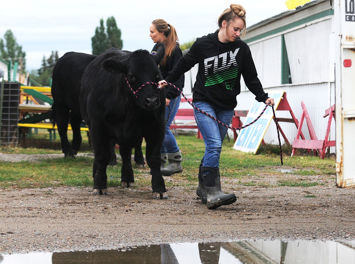 &lt;p&gt;Kassidy, front, and Kaitlyn May of the Grandview Supreme 4-H club take their steers back to the trailer after weighing them at the Flathead County Fairgrounds on Wednesday. (Aaric Bryan/Daily Inter Lake)&lt;/p&gt;