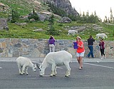 Park's wildlife viewing regs causing concerns