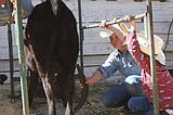 Herding cattle at the fair