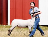 Lamb champ piles up the trophies