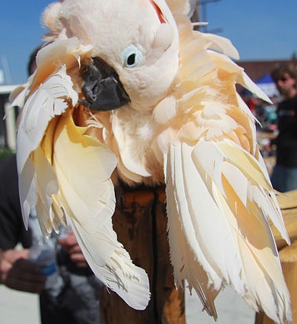 &lt;p&gt;Leader photo by Vince Lovato Sammy, a peach-colored Maluku Islands cockatoo, turns his head upside down and backwards to clean his back feathers at the Montana Coop display Saurday during Summerfest in on Main Street in Polson. Gene Hulford, of St. Ignatius, said Sammy is 28 years old and could live to be 60.&lt;/p&gt;