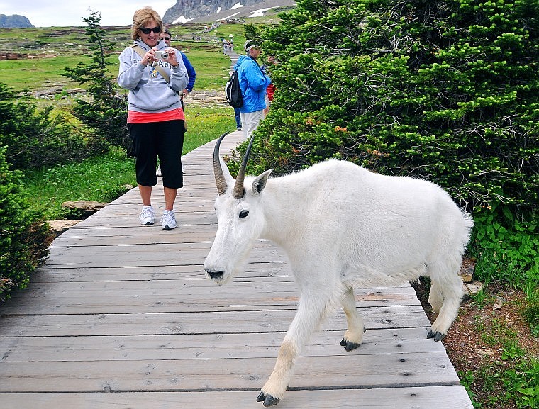 A tourist snaps a photograph of a mountain goat crossing over the trail to Hidden Lake near Logan Pass in Glacier National Park on Wednesday.