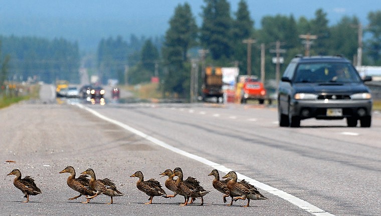 A flock of mallards makes it safely across U.S. 2 just south of Columbia Falls last Tuesday afternoon.