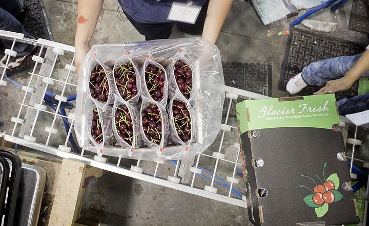 &lt;p&gt;Cherries are packaged and prepped for shipping at the Glacier
Fresh processing center in Bigfork.&lt;/p&gt;