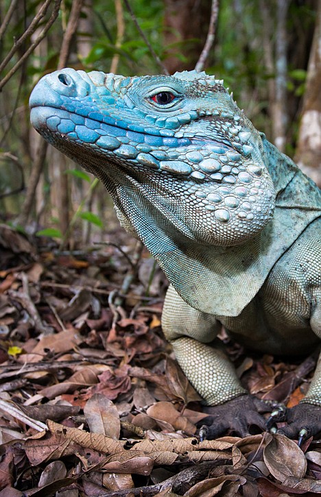 &lt;p&gt;In this undated photograph provided by the Cayman Islands Department of Tourism, a free-roaming adult male blue iguana stands in the Queen Elizabeth II Botanic Park on Grand Cayman. Roughly 700 blue iguanas breed and roam free in protected woodlands on the eastern side of Grand Cayman in the western Caribbean that is the only place where the critically endangered animals are found in the wild. (AP Photo/Will Burrard-Lucas, Cayman Islands Department of Tourism)&lt;/p&gt;