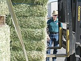 Hay King hopefuls enter contest