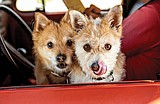 Coffee shop treats inspire canine photo book