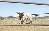 Rodeo stock prepped for Moses Lake Roundup