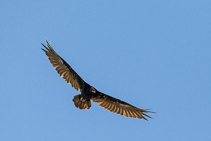 &lt;p&gt;A turkey vulture flies in a circular pattern over a coyote carcass on the ground below Thursday on the Rathdrum Prairie.&lt;/p&gt;